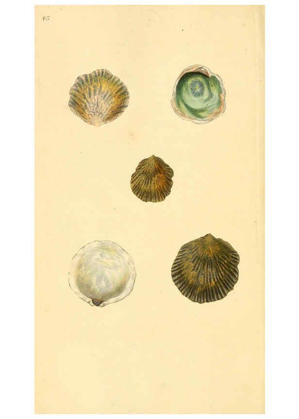 Reproducción/Reproduction 6127184594: The natural history of British shells. v.1-3. London :Printed for the Author, and for F.C. and J. Rivington, by Bye and Law,1800-1804