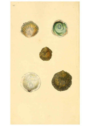 Reproducción/Reproduction 6127184594: The natural history of British shells. v.1-3. London :Printed for the Author, and for F.C. and J. Rivington, by Bye and Law,1800-1804