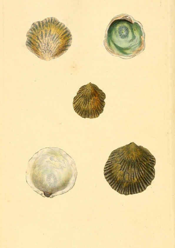 Reproducción/Reproduction 6127184594: The natural history of British shells. v.1-3. London :Printed for the Author, and for F.C. and J. Rivington, by Bye and Law,1800-1804