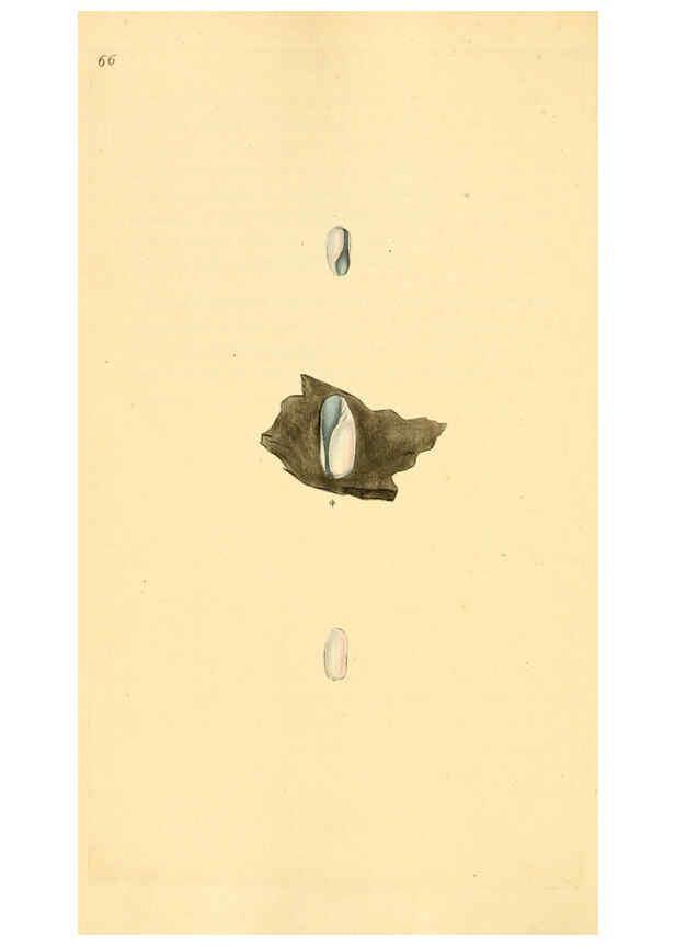 Reproducción/Reproduction 6127189760: The natural history of British shells. v.1-3. London :Printed for the Author, and for F.C. and J. Rivington, by Bye and Law,1800-1804