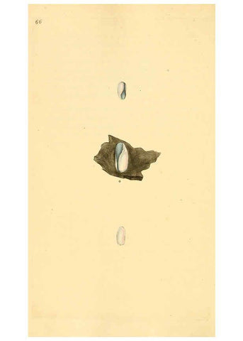 Reproducción/Reproduction 6127189760: The natural history of British shells. v.1-3. London :Printed for the Author, and for F.C. and J. Rivington, by Bye and Law,1800-1804