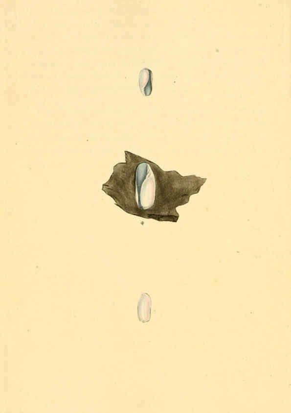Reproducción/Reproduction 6127189760: The natural history of British shells. v.1-3. London :Printed for the Author, and for F.C. and J. Rivington, by Bye and Law,1800-1804