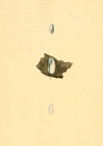 Reproducción/Reproduction 6127189760: The natural history of British shells. v.1-3. London :Printed for the Author, and for F.C. and J. Rivington, by Bye and Law,1800-1804