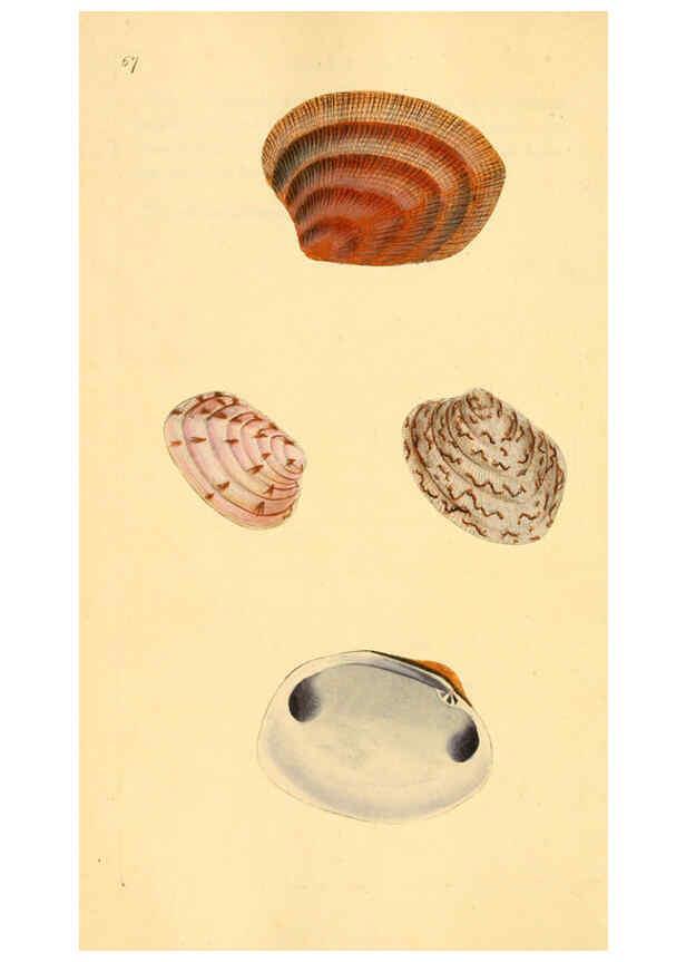 Reproducción/Reproduction 6127190168: The natural history of British shells. v.1-3. London :Printed for the Author, and for F.C. and J. Rivington, by Bye and Law,1800-1804
