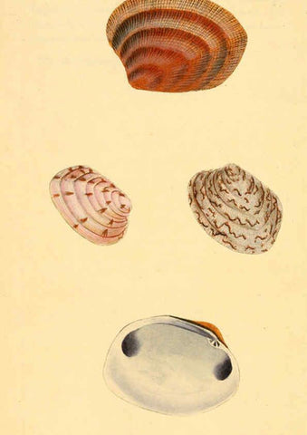 Reproducción/Reproduction 6127190168: The natural history of British shells. v.1-3. London :Printed for the Author, and for F.C. and J. Rivington, by Bye and Law,1800-1804