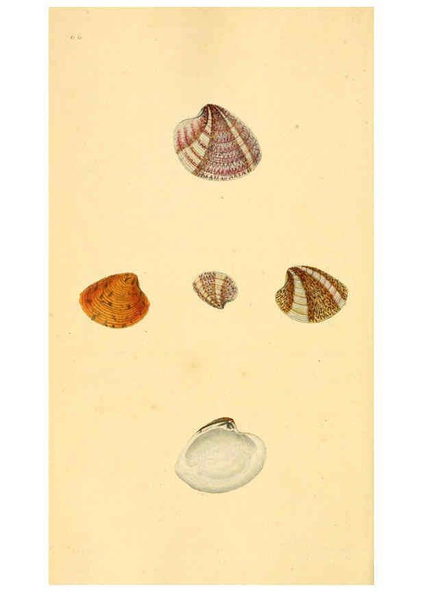 Reproducción/Reproduction 6127190464: The natural history of British shells. v.1-3. London :Printed for the Author, and for F.C. and J. Rivington, by Bye and Law,1800-1804