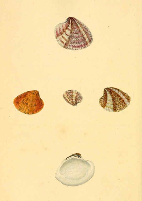 Reproducción/Reproduction 6127190464: The natural history of British shells. v.1-3. London :Printed for the Author, and for F.C. and J. Rivington, by Bye and Law,1800-1804