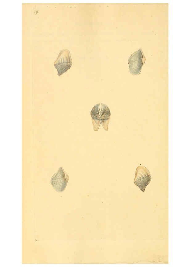 Reproducción/Reproduction 6127190674: The natural history of British shells. v.1-3. London :Printed for the Author, and for F.C. and J. Rivington, by Bye and Law,1800-1804