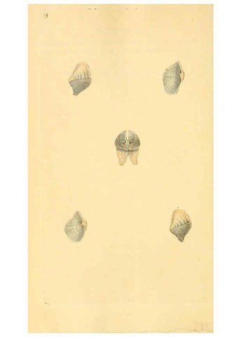 Reproducción/Reproduction 6127190674: The natural history of British shells. v.1-3. London :Printed for the Author, and for F.C. and J. Rivington, by Bye and Law,1800-1804