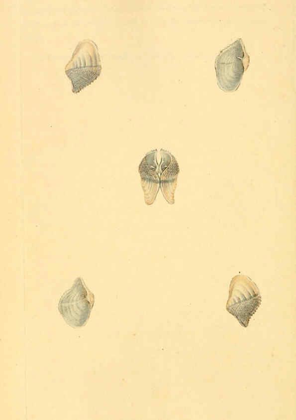 Reproducción/Reproduction 6127190674: The natural history of British shells. v.1-3. London :Printed for the Author, and for F.C. and J. Rivington, by Bye and Law,1800-1804