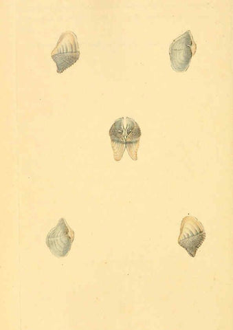 Reproducción/Reproduction 6127190674: The natural history of British shells. v.1-3. London :Printed for the Author, and for F.C. and J. Rivington, by Bye and Law,1800-1804