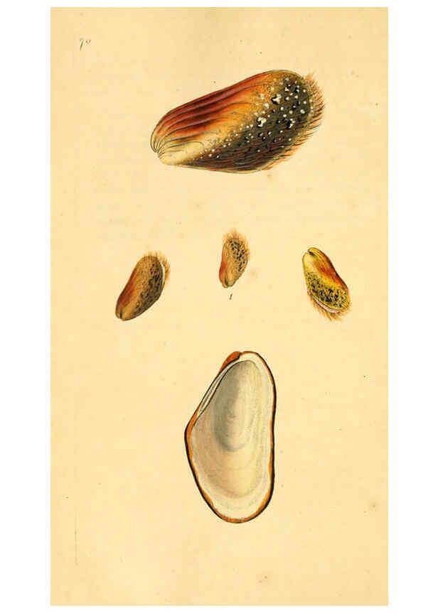 Reproducción/Reproduction 6127190918: The natural history of British shells. v.1-3. London :Printed for the Author, and for F.C. and J. Rivington, by Bye and Law,1800-1804