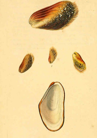 Reproducción/Reproduction 6127190918: The natural history of British shells. v.1-3. London :Printed for the Author, and for F.C. and J. Rivington, by Bye and Law,1800-1804