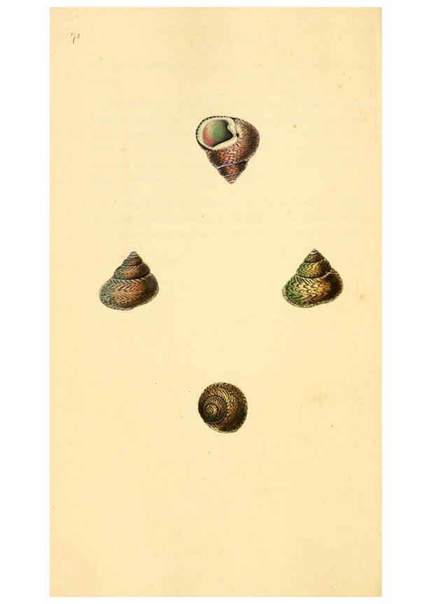 Reproducción/Reproduction 6127191108: The natural history of British shells. v.1-3. London :Printed for the Author, and for F.C. and J. Rivington, by Bye and Law,1800-1804