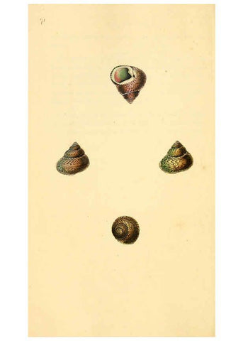 Reproducción/Reproduction 6127191108: The natural history of British shells. v.1-3. London :Printed for the Author, and for F.C. and J. Rivington, by Bye and Law,1800-1804