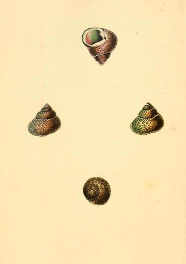 Reproducción/Reproduction 6127191108: The natural history of British shells. v.1-3. London :Printed for the Author, and for F.C. and J. Rivington, by Bye and Law,1800-1804