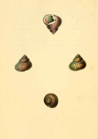 Reproducción/Reproduction 6127191108: The natural history of British shells. v.1-3. London :Printed for the Author, and for F.C. and J. Rivington, by Bye and Law,1800-1804