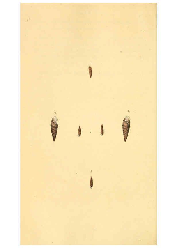 Reproducción/Reproduction 6127191404: The natural history of British shells. v.1-3. London :Printed for the Author, and for F.C. and J. Rivington, by Bye and Law,1800-1804