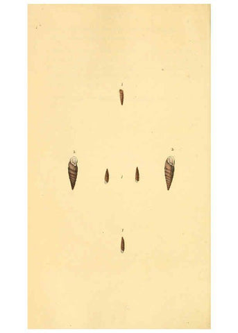 Reproducción/Reproduction 6127191404: The natural history of British shells. v.1-3. London :Printed for the Author, and for F.C. and J. Rivington, by Bye and Law,1800-1804