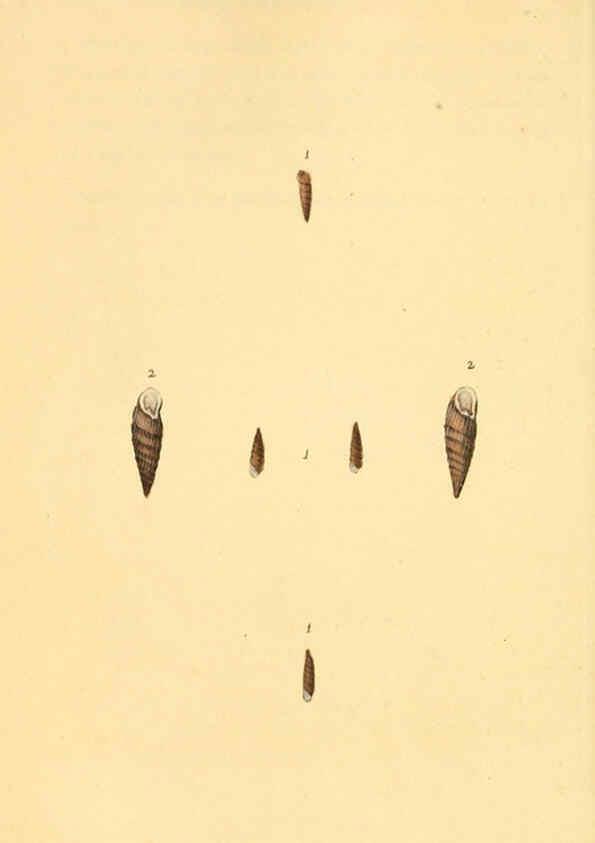 Reproducción/Reproduction 6127191404: The natural history of British shells. v.1-3. London :Printed for the Author, and for F.C. and J. Rivington, by Bye and Law,1800-1804