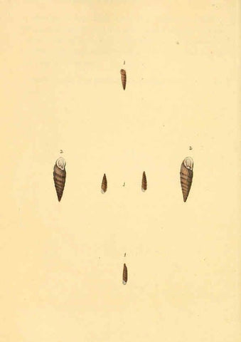 Reproducción/Reproduction 6127191404: The natural history of British shells. v.1-3. London :Printed for the Author, and for F.C. and J. Rivington, by Bye and Law,1800-1804