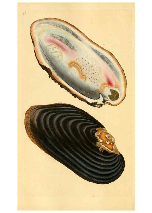 Reproducción/Reproduction 6126644919: The natural history of British shells. v.1-3. London :Printed for the Author, and for F.C. and J. Rivington, by Bye and Law,1800-1804