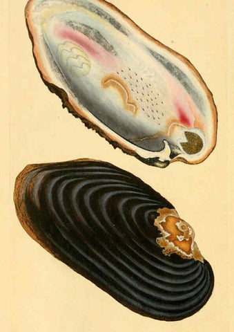 Reproducción/Reproduction 6126644919: The natural history of British shells. v.1-3. London :Printed for the Author, and for F.C. and J. Rivington, by Bye and Law,1800-1804
