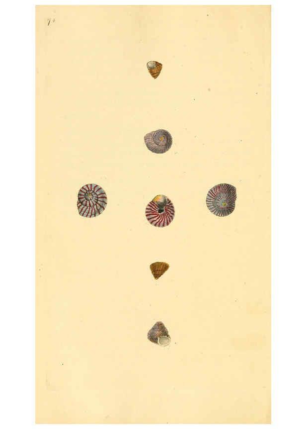 Reproducción/Reproduction 6127191944: The natural history of British shells. v.1-3. London :Printed for the Author, and for F.C. and J. Rivington, by Bye and Law,1800-1804