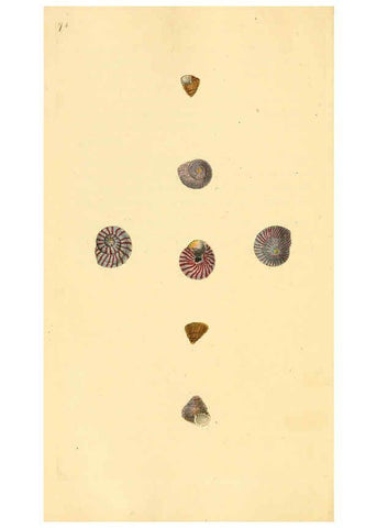 Reproducción/Reproduction 6127191944: The natural history of British shells. v.1-3. London :Printed for the Author, and for F.C. and J. Rivington, by Bye and Law,1800-1804