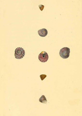Reproducción/Reproduction 6127191944: The natural history of British shells. v.1-3. London :Printed for the Author, and for F.C. and J. Rivington, by Bye and Law,1800-1804