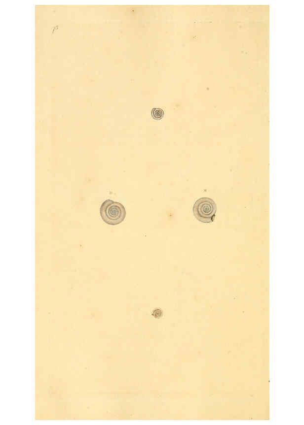 Reproducción/Reproduction 6127192160: The natural history of British shells. v.1-3. London :Printed for the Author, and for F.C. and J. Rivington, by Bye and Law,1800-1804