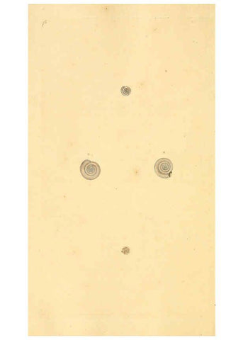 Reproducción/Reproduction 6127192160: The natural history of British shells. v.1-3. London :Printed for the Author, and for F.C. and J. Rivington, by Bye and Law,1800-1804