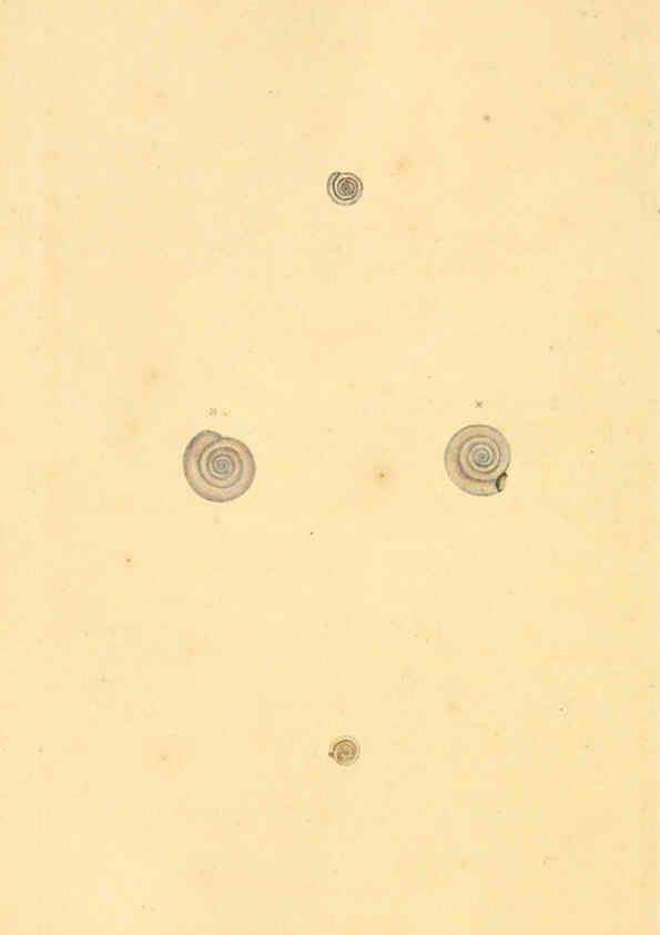 Reproducción/Reproduction 6127192160: The natural history of British shells. v.1-3. London :Printed for the Author, and for F.C. and J. Rivington, by Bye and Law,1800-1804