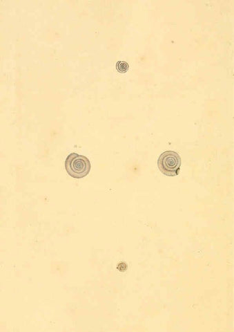 Reproducción/Reproduction 6127192160: The natural history of British shells. v.1-3. London :Printed for the Author, and for F.C. and J. Rivington, by Bye and Law,1800-1804