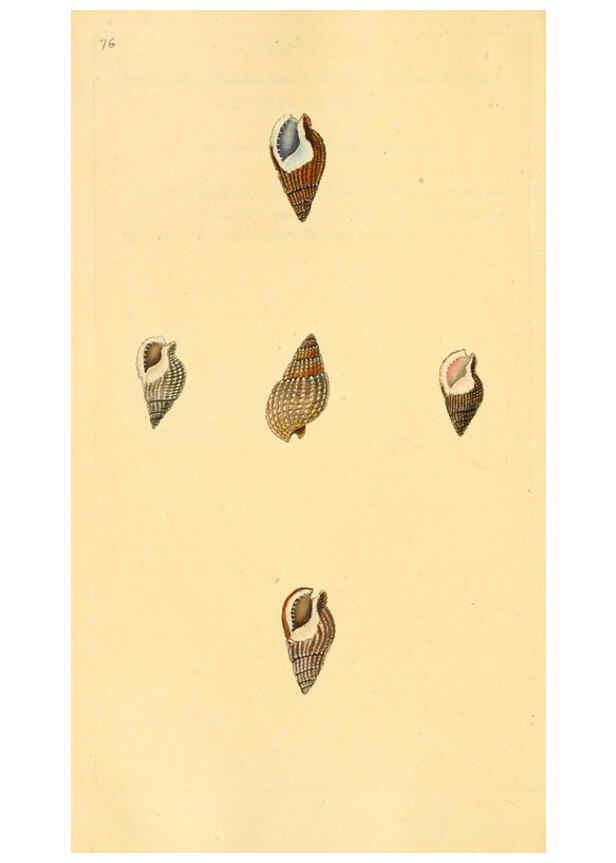Reproducción/Reproduction 6127192368: The natural history of British shells. v.1-3. London :Printed for the Author, and for F.C. and J. Rivington, by Bye and Law,1800-1804