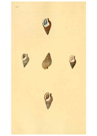 Reproducción/Reproduction 6127192368: The natural history of British shells. v.1-3. London :Printed for the Author, and for F.C. and J. Rivington, by Bye and Law,1800-1804