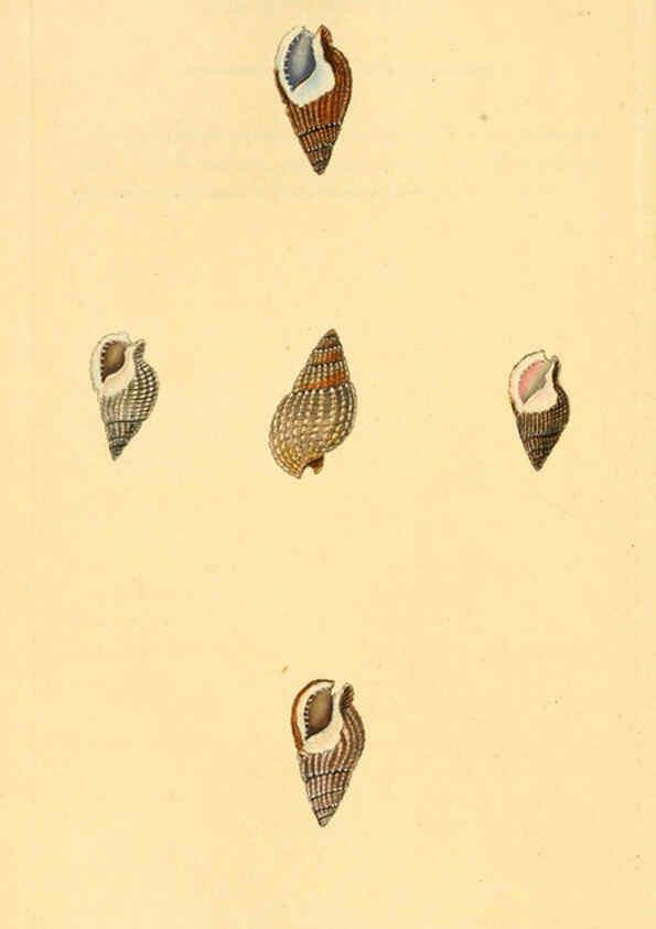 Reproducción/Reproduction 6127192368: The natural history of British shells. v.1-3. London :Printed for the Author, and for F.C. and J. Rivington, by Bye and Law,1800-1804