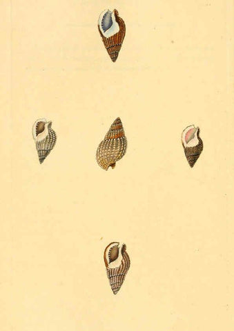 Reproducción/Reproduction 6127192368: The natural history of British shells. v.1-3. London :Printed for the Author, and for F.C. and J. Rivington, by Bye and Law,1800-1804