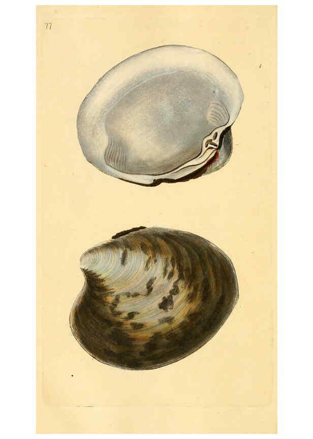 Reproducción/Reproduction 6126645851: The natural history of British shells. v.1-3. London :Printed for the Author, and for F.C. and J. Rivington, by Bye and Law,1800-1804