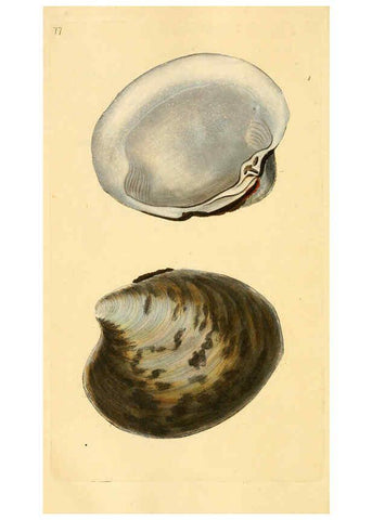 Reproducción/Reproduction 6126645851: The natural history of British shells. v.1-3. London :Printed for the Author, and for F.C. and J. Rivington, by Bye and Law,1800-1804