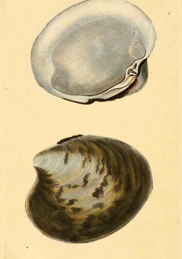 Reproducción/Reproduction 6126645851: The natural history of British shells. v.1-3. London :Printed for the Author, and for F.C. and J. Rivington, by Bye and Law,1800-1804