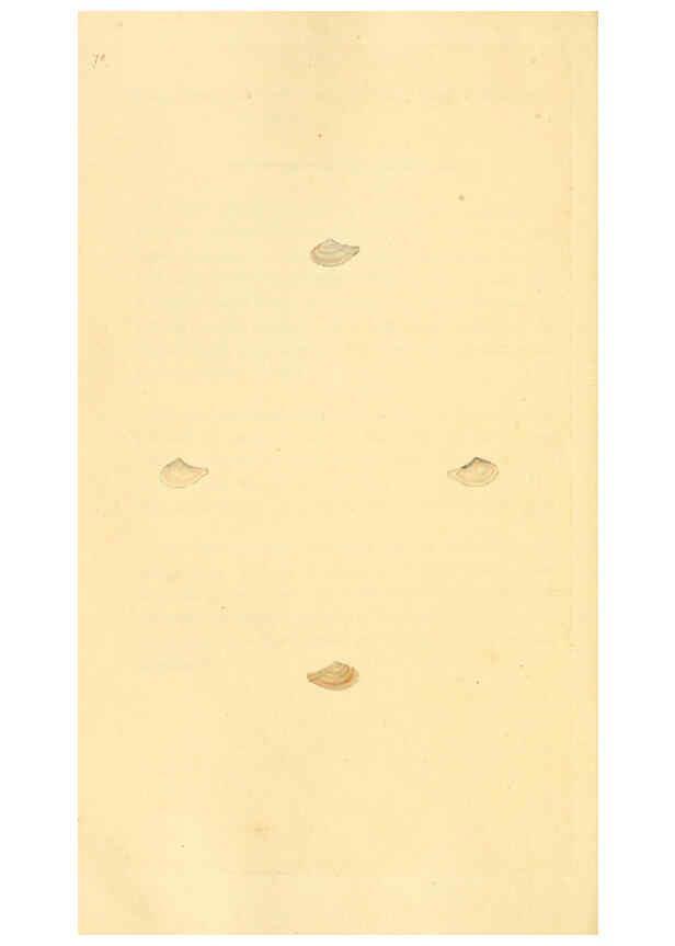 Reproducción/Reproduction 6126646027: The natural history of British shells. v.1-3. London :Printed for the Author, and for F.C. and J. Rivington, by Bye and Law,1800-1804