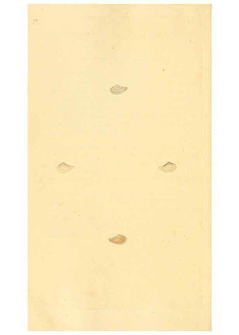 Reproducción/Reproduction 6126646027: The natural history of British shells. v.1-3. London :Printed for the Author, and for F.C. and J. Rivington, by Bye and Law,1800-1804