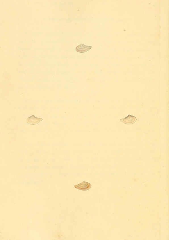 Reproducción/Reproduction 6126646027: The natural history of British shells. v.1-3. London :Printed for the Author, and for F.C. and J. Rivington, by Bye and Law,1800-1804