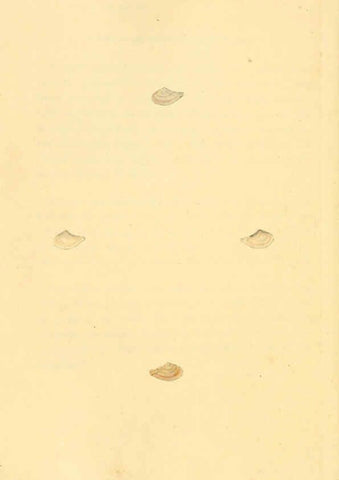 Reproducción/Reproduction 6126646027: The natural history of British shells. v.1-3. London :Printed for the Author, and for F.C. and J. Rivington, by Bye and Law,1800-1804