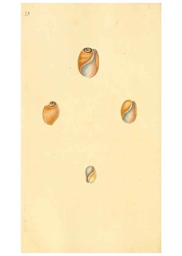 Reproducción/Reproduction 6127193156: The natural history of British shells. v.1-3. London :Printed for the Author, and for F.C. and J. Rivington, by Bye and Law,1800-1804