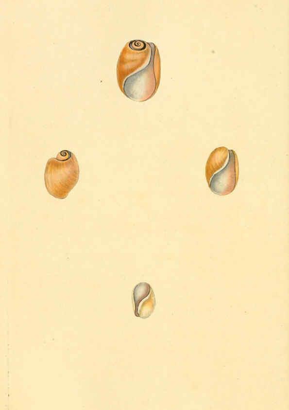 Reproducción/Reproduction 6127193156: The natural history of British shells. v.1-3. London :Printed for the Author, and for F.C. and J. Rivington, by Bye and Law,1800-1804