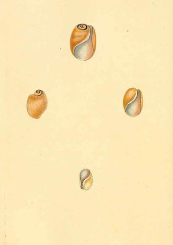 Reproducción/Reproduction 6127193156: The natural history of British shells. v.1-3. London :Printed for the Author, and for F.C. and J. Rivington, by Bye and Law,1800-1804