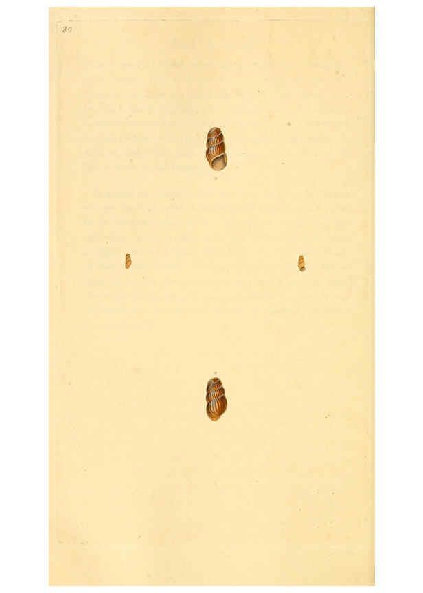 Reproducción/Reproduction 6126646609: The natural history of British shells. v.1-3. London :Printed for the Author, and for F.C. and J. Rivington, by Bye and Law,1800-1804