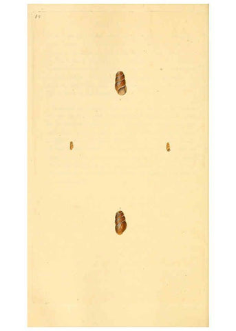 Reproducción/Reproduction 6126646609: The natural history of British shells. v.1-3. London :Printed for the Author, and for F.C. and J. Rivington, by Bye and Law,1800-1804